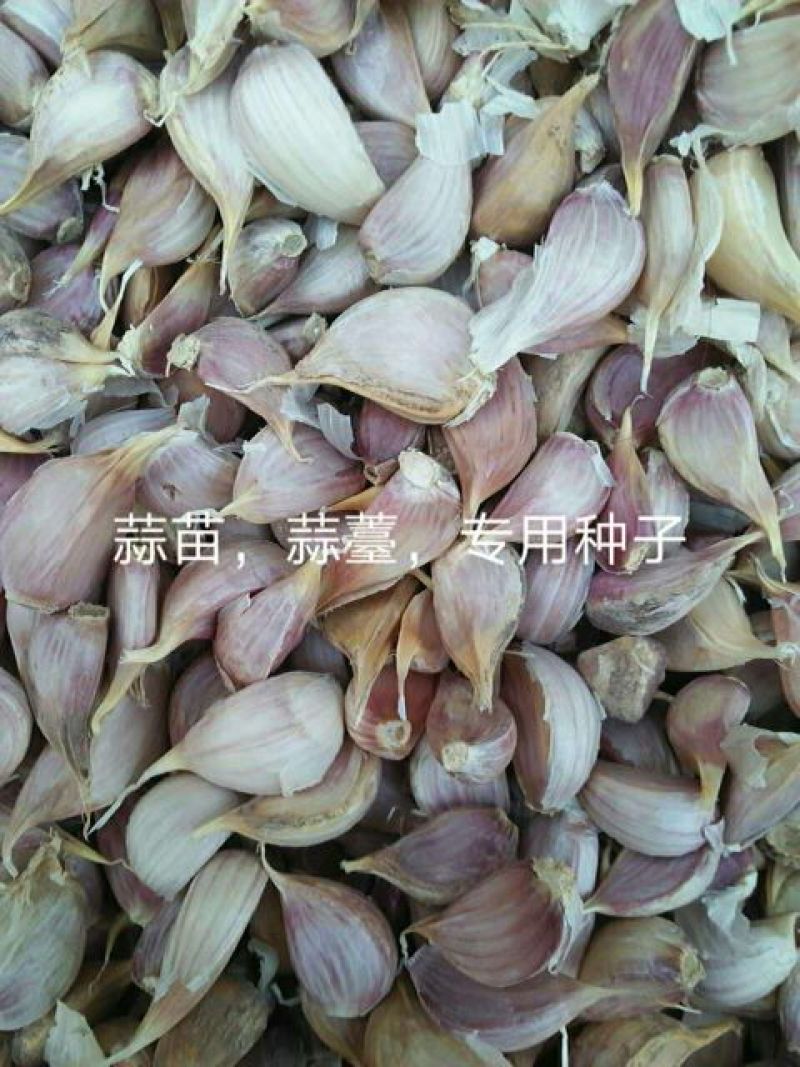 大蒜种子90%硬叶红头蒜种子软业优质大蒜种子