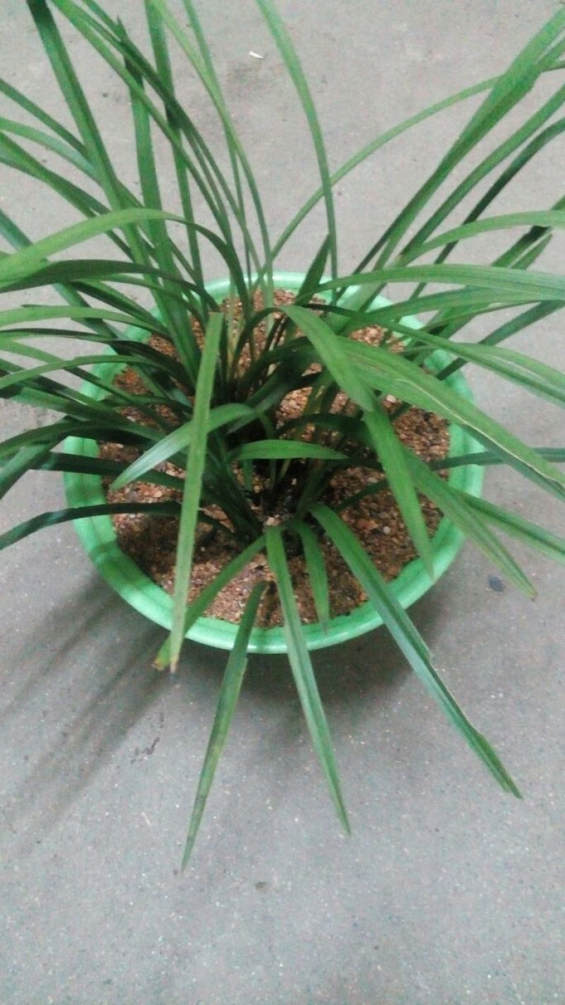 蜜蜂兰