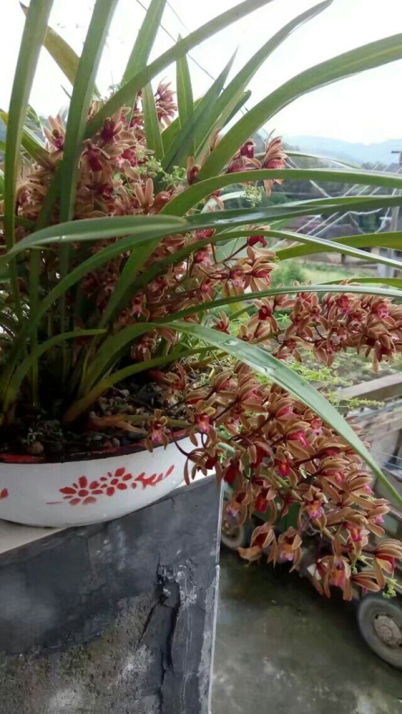 蜜蜂兰