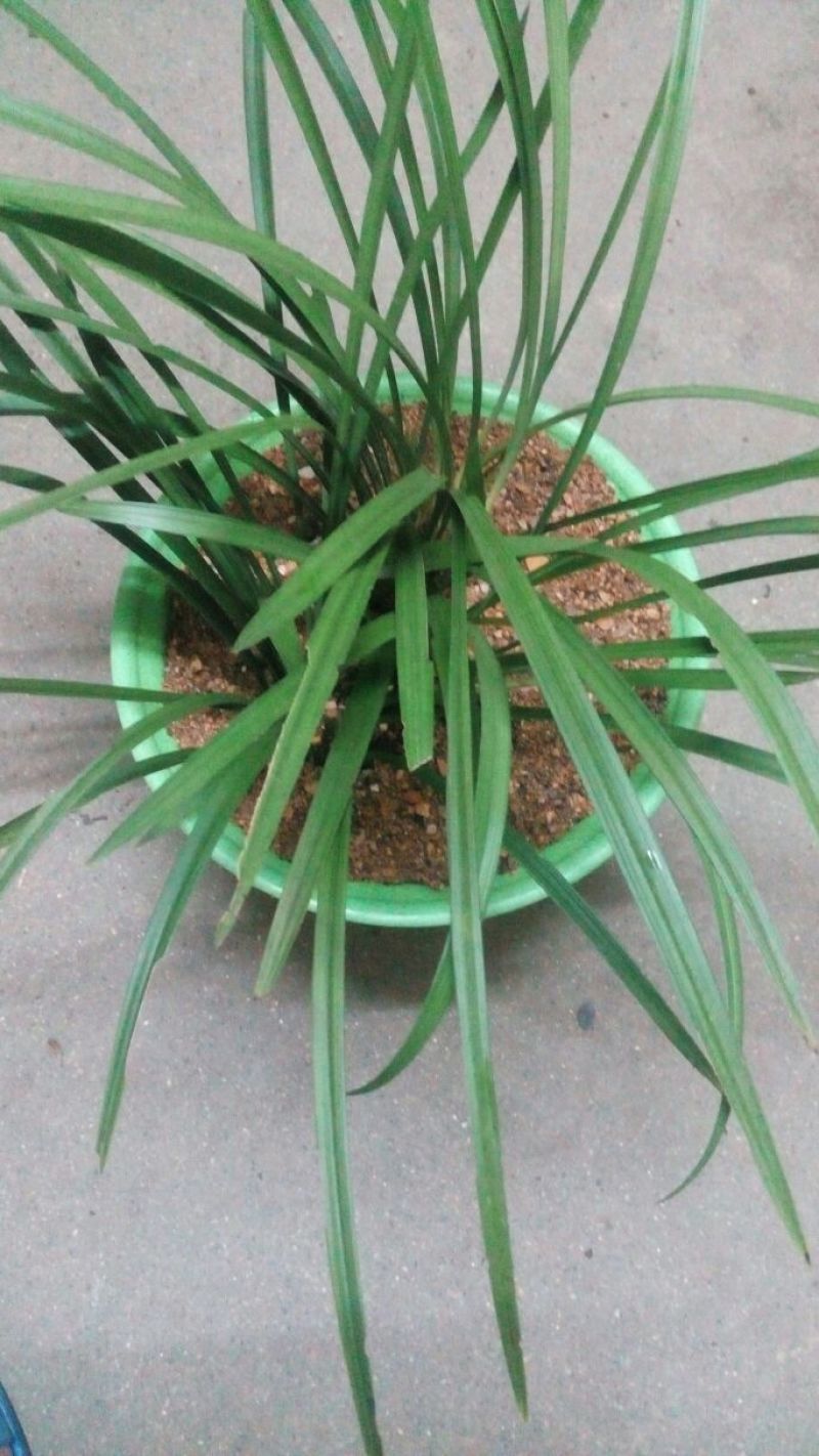 蜜蜂兰