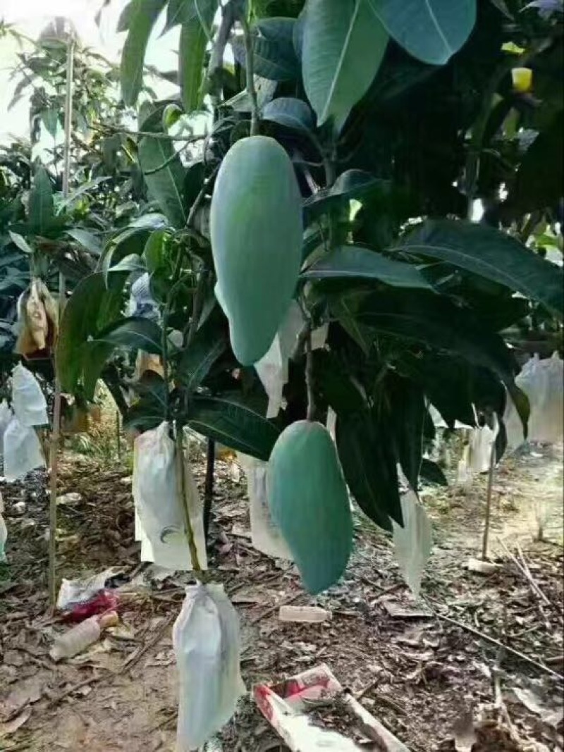 攀枝花金煌芒果量大从优
