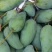 攀枝花金煌芒果量大从优