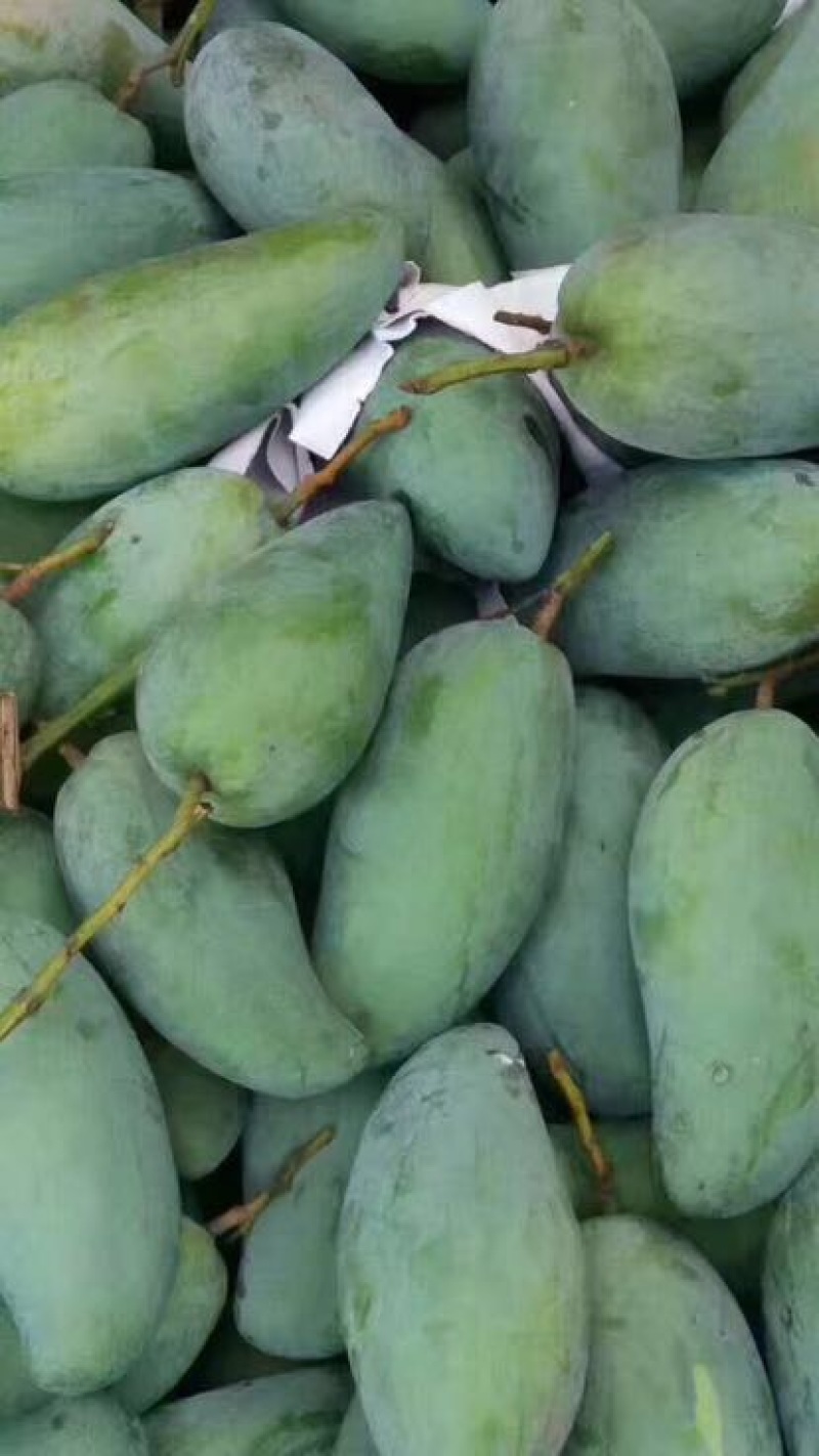 攀枝花金煌芒果量大从优
