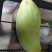 攀枝花金煌芒果量大从优