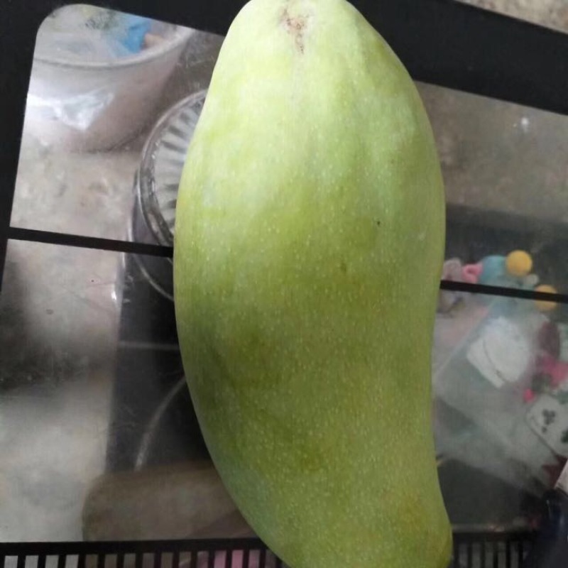 攀枝花金煌芒果量大从优