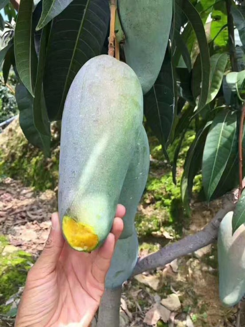 攀枝花金煌芒果量大从优
