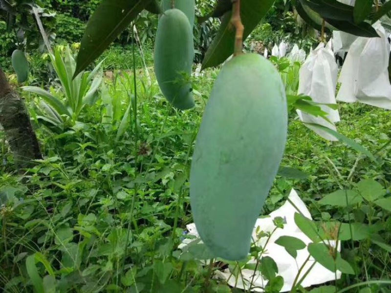 攀枝花金煌芒果量大从优