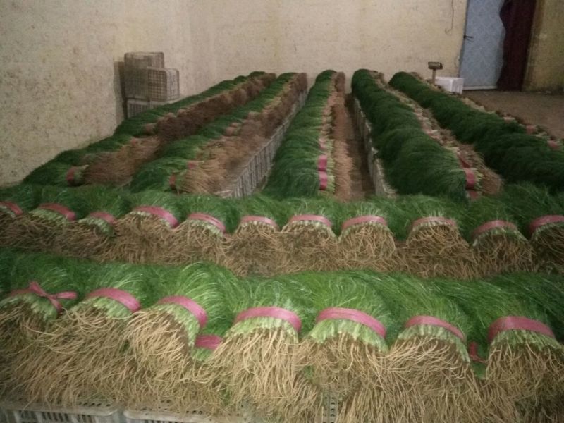 茴香苗大量有货，四季供应质量保证，包装齐全