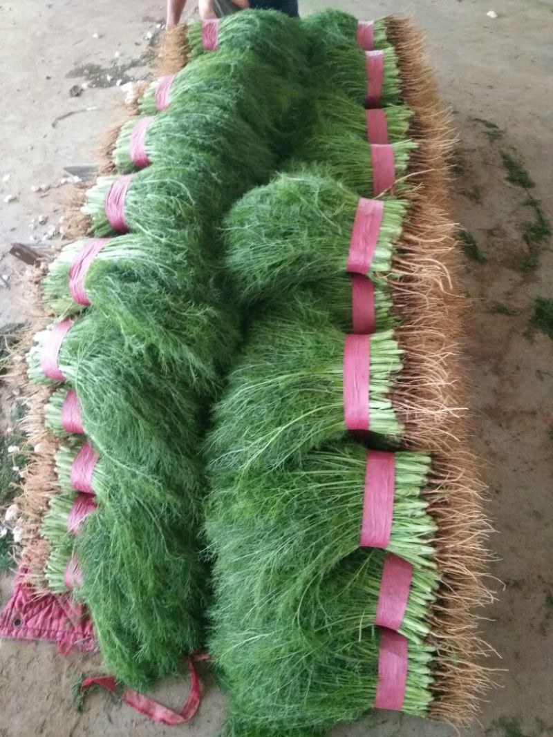 茴香苗大量有货，四季供应质量保证，包装齐全