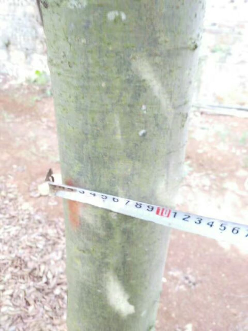 金丝楠木10~20cm