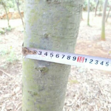 金丝楠木10~20cm