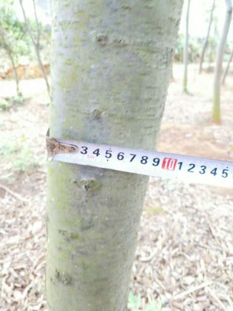 金丝楠木10~20cm