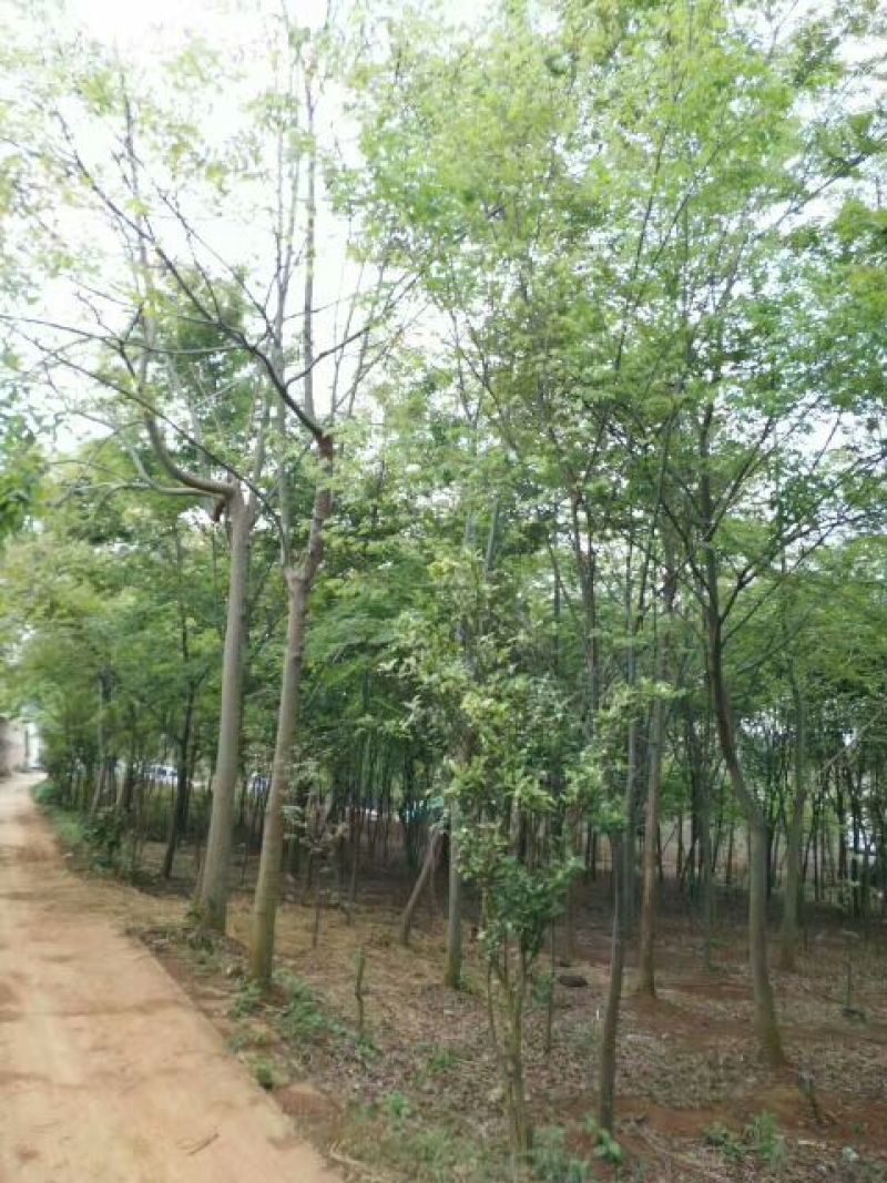 金丝楠木10~20cm