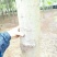 金丝楠木10~20cm