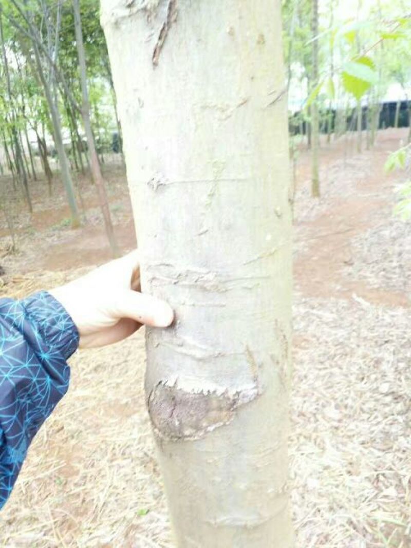 金丝楠木10~20cm