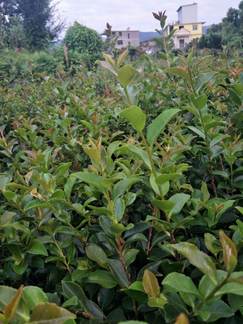 花梅2cm以下4cm以下0.5米以下