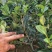 花梅2cm以下4cm以下0.5米以下