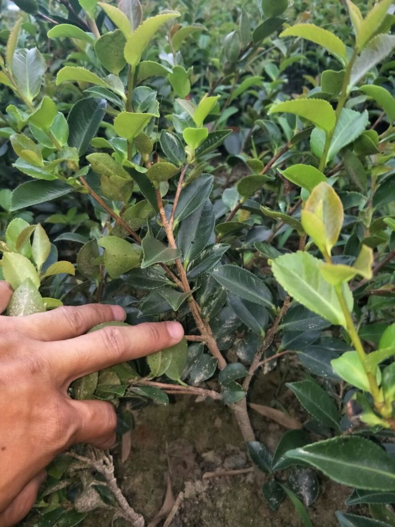 花梅2cm以下4cm以下0.5米以下