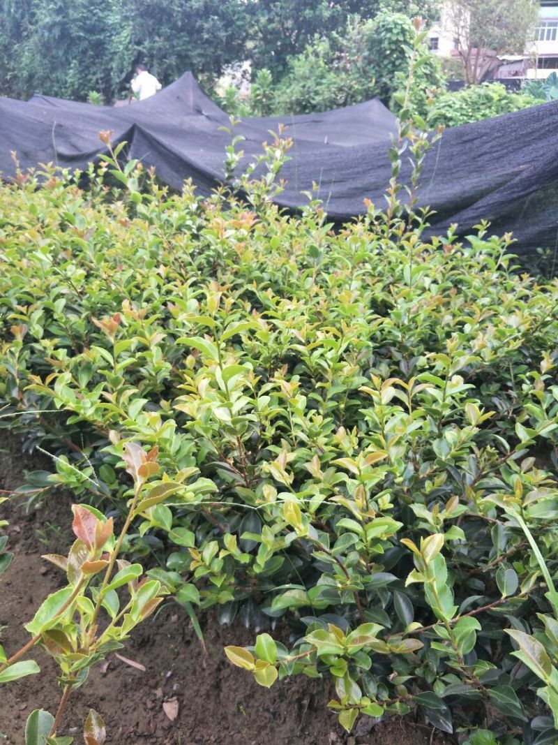 花梅2cm以下4cm以下0.5米以下