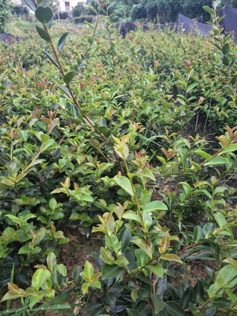 花梅2cm以下4cm以下0.5米以下
