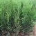 侧柏苗营养钵侧柏苗基地种植侧柏苗批发侧柏苗价格