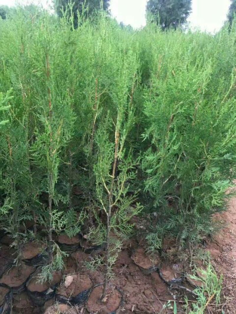 侧柏苗营养钵侧柏苗基地种植侧柏苗批发侧柏苗价格