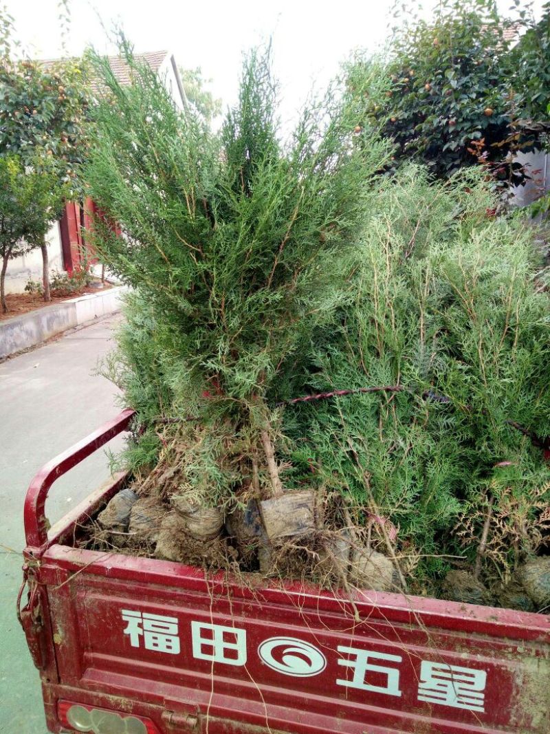 侧柏苗营养钵侧柏苗基地种植侧柏苗批发侧柏苗价格