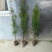 侧柏苗营养钵侧柏苗基地种植侧柏苗批发侧柏苗价格