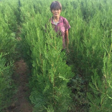 侧柏苗营养钵侧柏苗基地种植侧柏苗批发侧柏苗价格