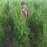 侧柏苗营养钵侧柏苗基地种植侧柏苗批发侧柏苗价格