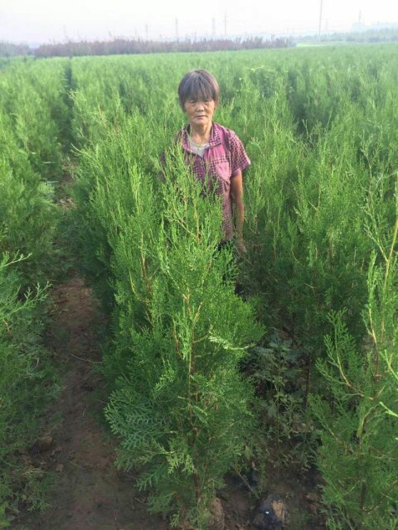侧柏苗营养钵侧柏苗基地种植侧柏苗批发侧柏苗价格
