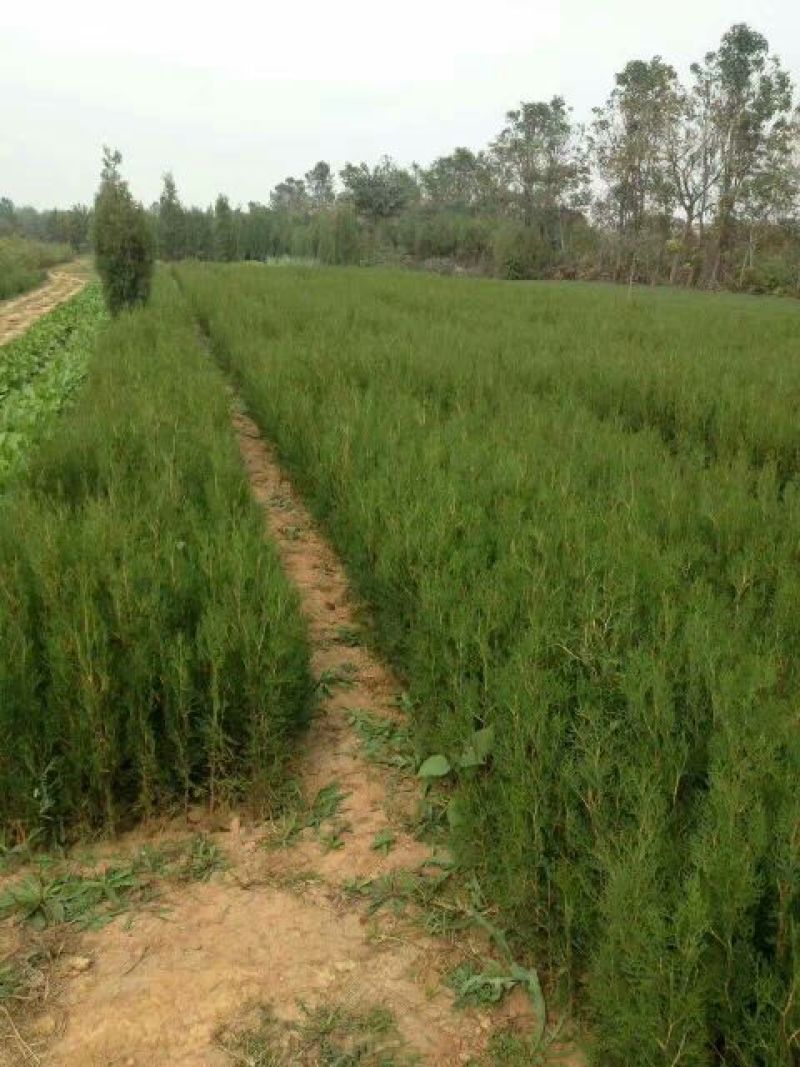 侧柏苗营养钵侧柏苗基地种植侧柏苗批发侧柏苗价格