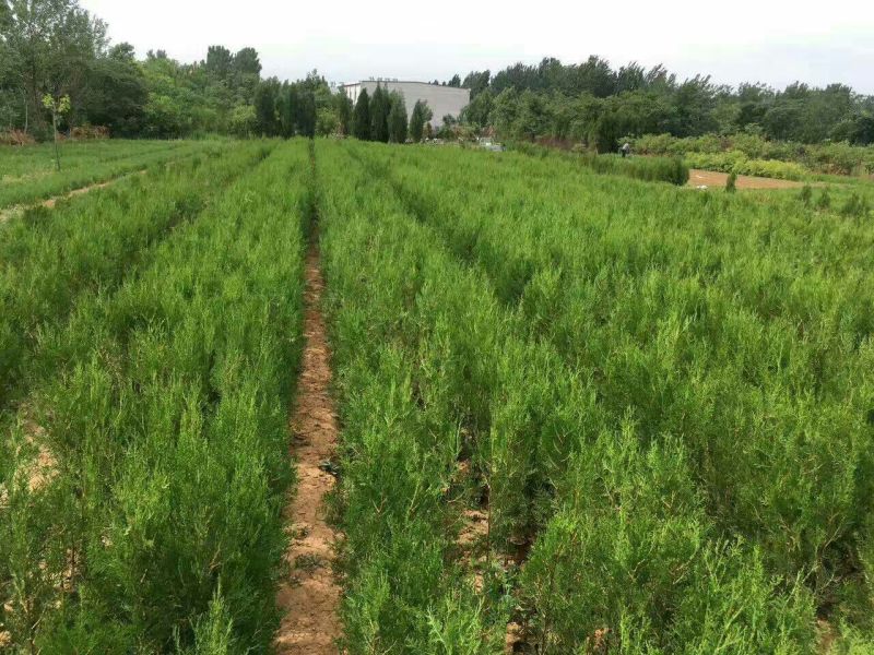 侧柏苗营养钵侧柏苗基地种植侧柏苗批发侧柏苗价格