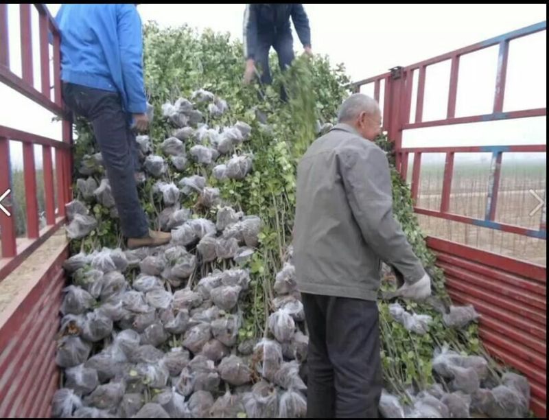 侧柏苗营养钵侧柏苗基地种植侧柏苗批发侧柏苗价格