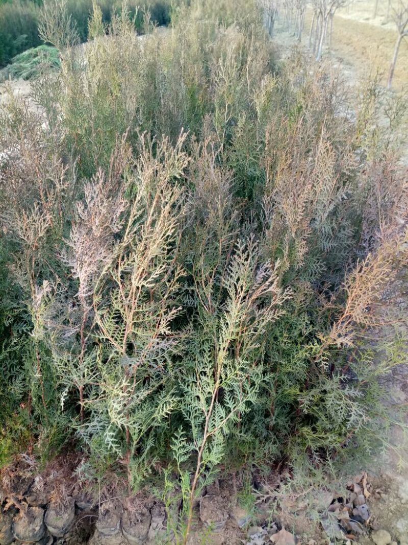 侧柏苗营养钵侧柏苗基地种植侧柏苗批发侧柏苗价格