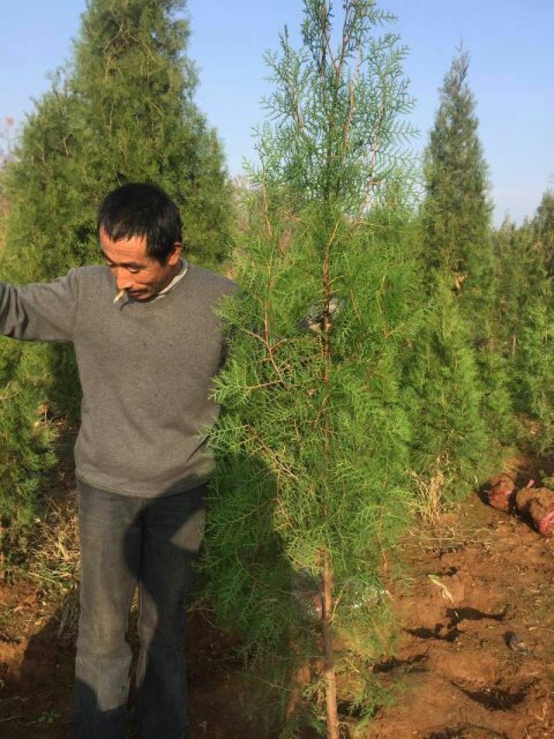 侧柏苗营养钵侧柏苗基地种植侧柏苗批发侧柏苗价格