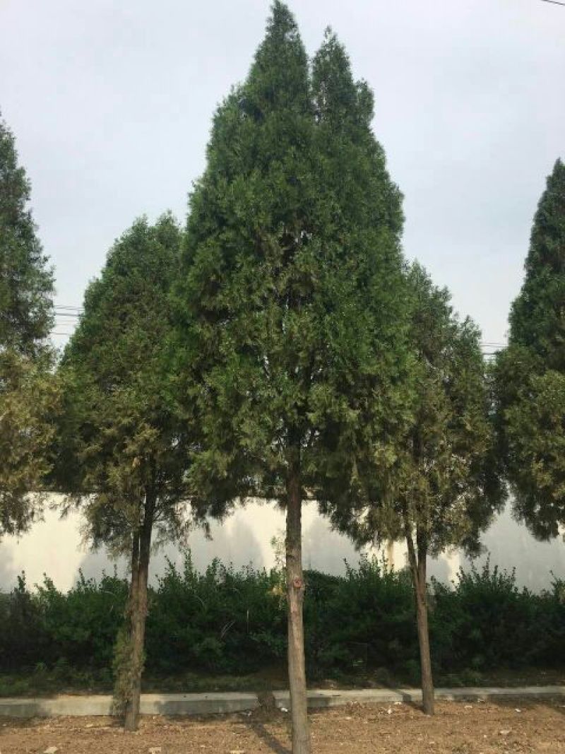 侧柏苗50~60cm厘米12/13营养钵一车装3万棵运