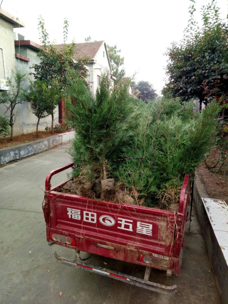 侧柏苗50~60cm厘米12/13营养钵一车装3万棵运