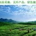 石阡苔茶一级