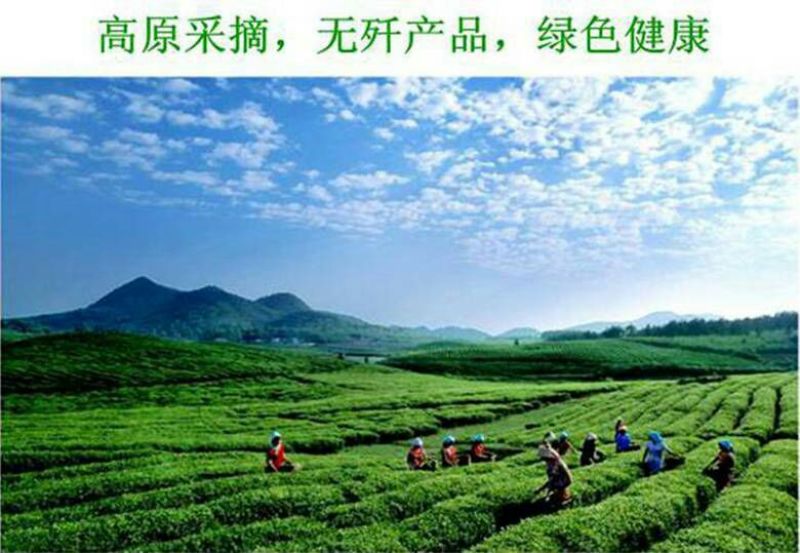 石阡苔茶一级