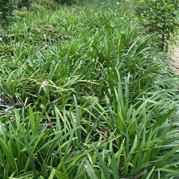 麦冬草