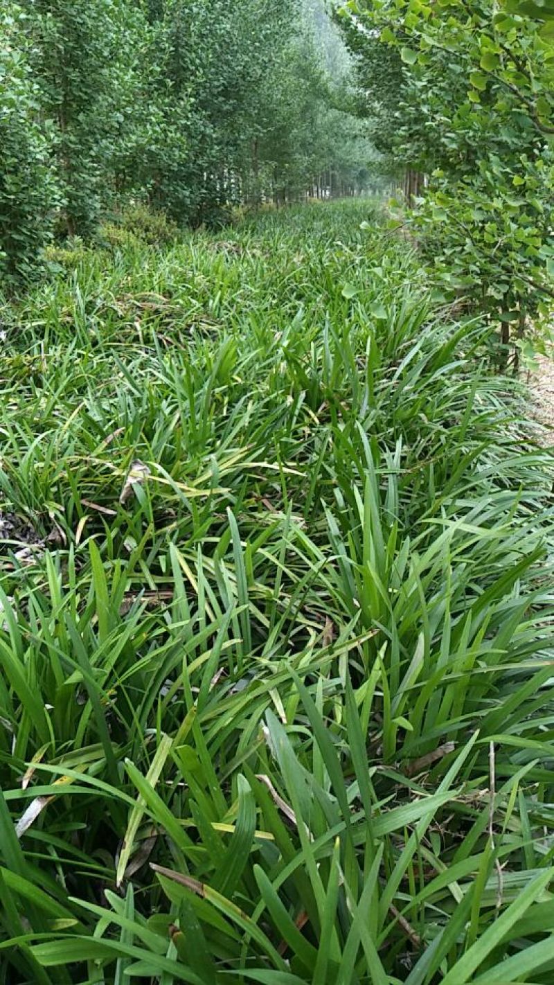 麦冬草