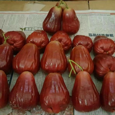莲雾种苗