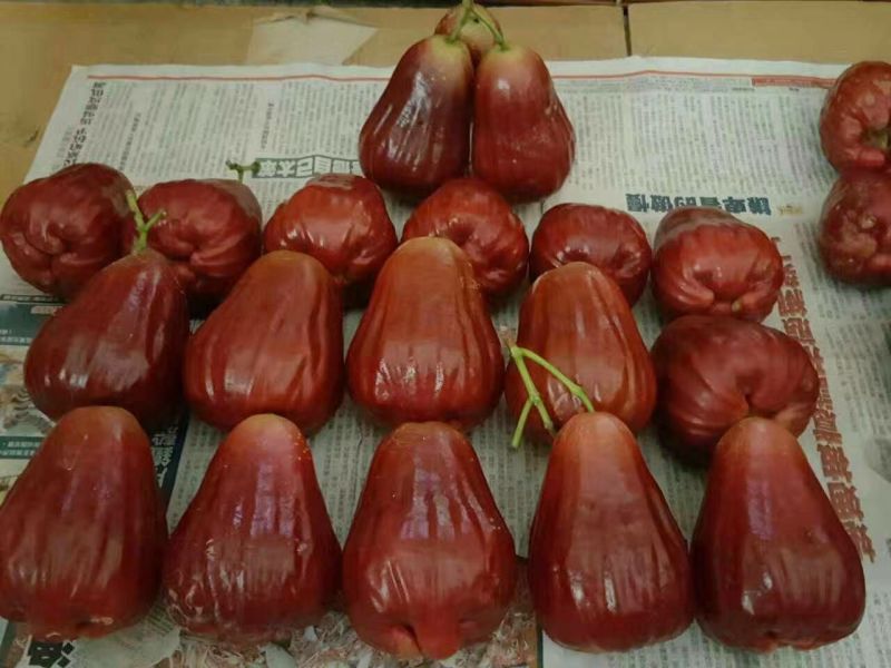 莲雾种苗
