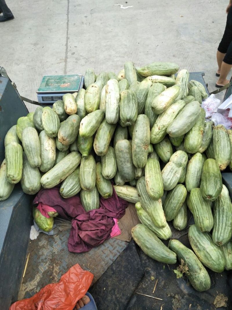 三叶瓜20~30cm