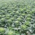 秋绿60白菜4~6斤半净菜