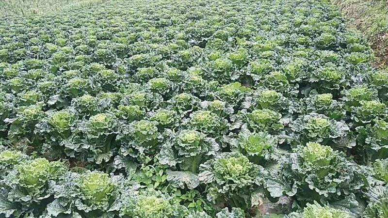 秋绿60白菜4~6斤半净菜