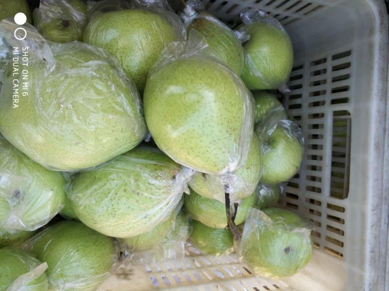 河北泊头膜袋鸭梨纸袋鸭梨主产区。。