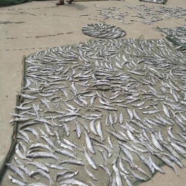 餐鲦鱼