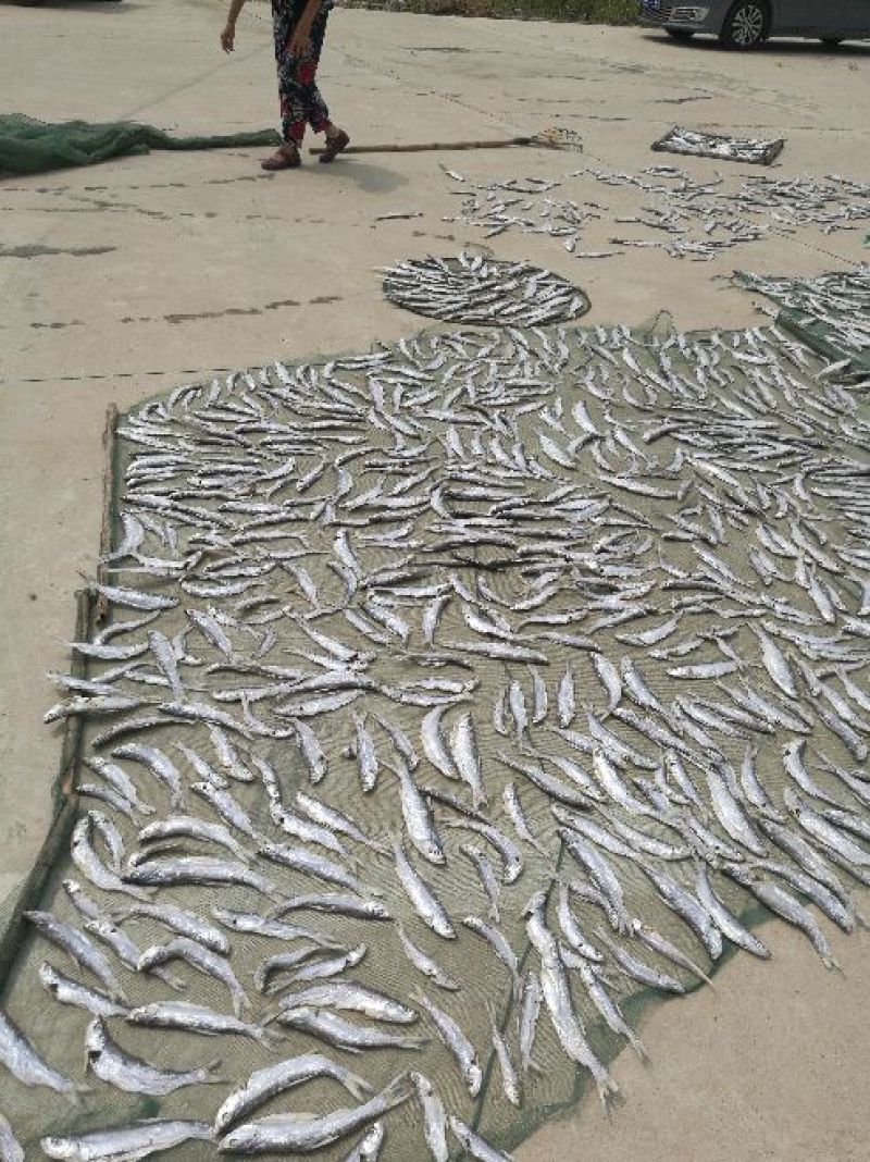 餐鲦鱼